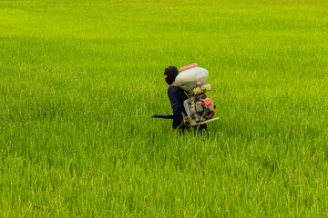 Asian older men are spraying fertilizer in  green paddy rice field of Thailand.