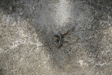 close up of a lizard on a concrete wall in toscany italy
