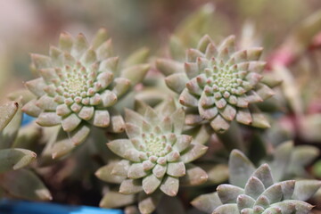 Orostachys fimbriatus