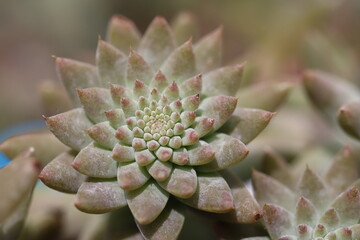 Orostachys fimbriatus