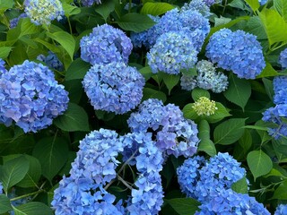 blue hydrangea flowers