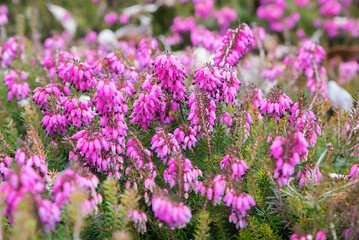 Obraz premium pink heather plant, with blossoms, outdoors