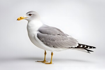Common gull bird on white background, AI Generated
