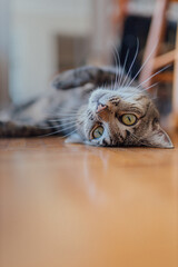 cat on the floor