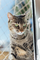 cat on the window