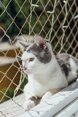 cat on the fence