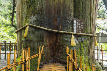 日本　長野県長野市にある戸隠神社の中社の三本杉