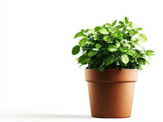 Fototapeta premium A vibrant green plant in a classic terracotta pot, symbolizing nature and tranquility in a minimalist setting.