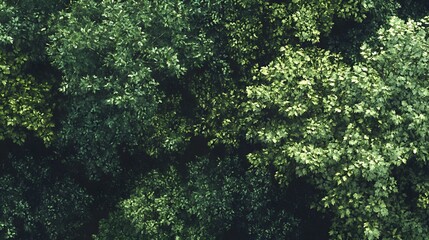 Fototapeta premium 90. Dense, leafy forest canopy with varied textures