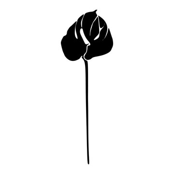 recommend clip art: Anthurium Black and white silhouette. Botanical Black silhouette isolated on white background