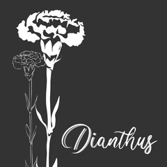 Dianthus for logo, decorations, card. invitation. Hand drawn white line and silhouette
