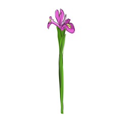 Iris Line Drawing. Minimalistic colorful Floral illustration isolated on white background