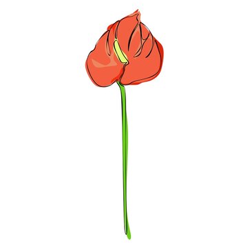 red anthurium flower on white background clip art preview