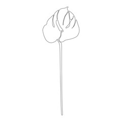 Anthurium continuous line drawing. Black and white Floral Bouquets. Flower Coloring Page. Floral Line Art. Fine Line Lilies illustration. Hand Drawn flowers. Botanical Coloring.  