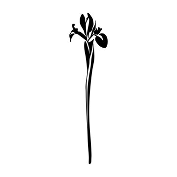 rIris Black and white silhouette. Floral silhouette. Hand Drawn flowers. Botanical Black silhouette isolated on white background