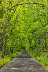 日本　長野県長野市にある戸隠神社の奥社の参道沿いの風景