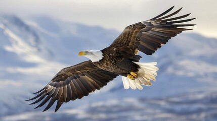 Fototapeta premium A close-up of a majestic eagle in flight against a clear sky, showcasing its powerful wings and keen gaze, with a clean background and ample copy space for conservation messages.
