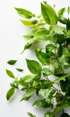 Obraz premium plant with green leaves on white background