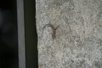 close up of a lizard on a concrete wall in toscany italy