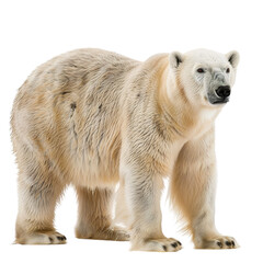 Fototapeta premium polar bear cub