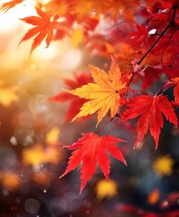 close up red maple leaf