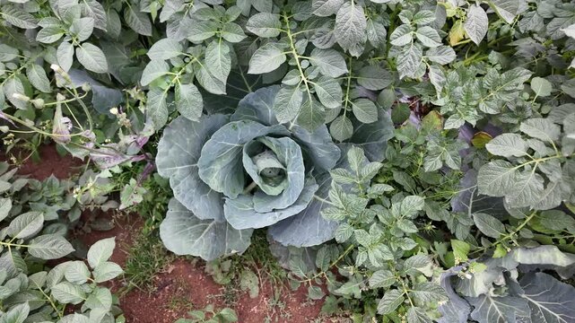 4k video footage of Intercropping method, planting potato plantation and cabbage plantation in the same field in Dieng, Wonosobo, Indonesia. Concept for Agriculture and Organic Vegetables.