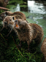 portrait of a brown capybara on the lake with wet fur looking at the camera, wild animal, rodent, zoo, nature, centered, natural light, paste text, vertical