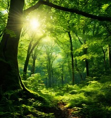 forest with sun shining through the trees