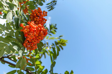 Rowan berries against the blue sky.