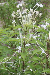 Rotheca microphylla flower plant on farm