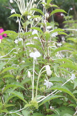Rotheca microphylla flower plant on farm