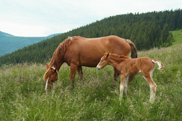 Fototapeta premium A brown bay horse with long mane and foal with a blemish graze among a meadow in tall grass on the mountain background. Animal farm, red thoroughbred horse, breed horses, chestnut horse, regal horse.