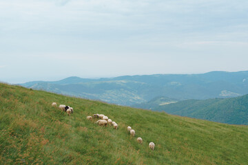 Flock of white curly sheep graze freely in the middle of the field against the background of mountains. Breeding agriculture animal, small business, homemade organic cheese, sheep dike concept