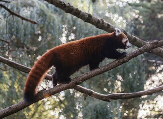 Red Panda Walking on a Tree Branch