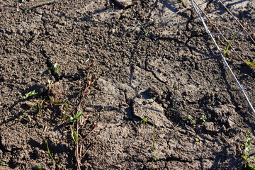 a dirt ground with some dry sticks in the dirt top view