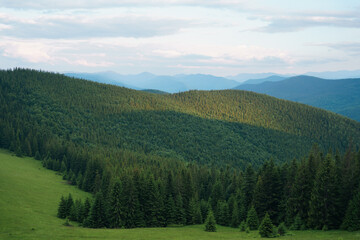 A view of a coniferous forest, field and mountains illuminated by the morning rays of the sun and a blue sky with clouds. Image for your design