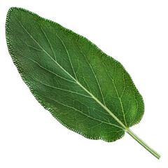 Obraz premium green leaf isolated on white