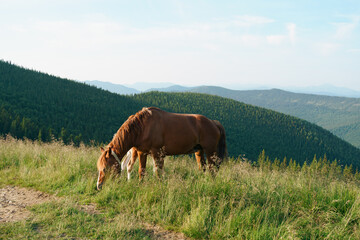 A brown bay horse with a mane and a foal graze among a meadow in tall grass illuminated by the morning sun. Concept animal farm, red thoroughbred horse, breed horses, chestnut horse, regal horse.