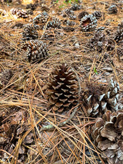 Fallen pine cones and needles