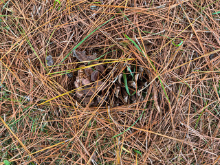 pine cone buried under needles