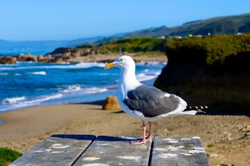 seagull on the California shore
