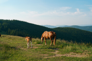 A brown bay horse with a long tail and a foal with a blemish graze among a meadow on mountain...