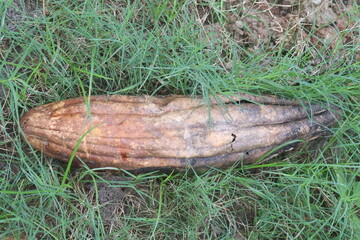 rip Sponge gourd on farm for harvest