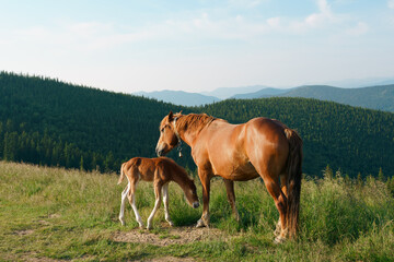 A brown bay horse with a tail and a foal graze among a meadow in tall grass on the mountain...