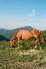 A brown bay horse with a tail and a resting foal graze among a meadow in tall grass. Concept animal farm, red thoroughbred horse, breed horses, chestnut horse. Image for your design