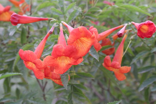 Tecomaria capensis flower plant on nursery