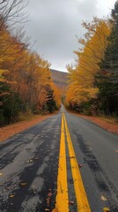 A road with yellow lines and trees on either side