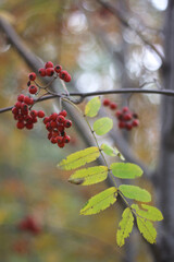 red berries on a bush