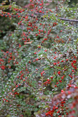 Obraz premium red and green leaves