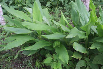 turmeric plant on pot in farm
